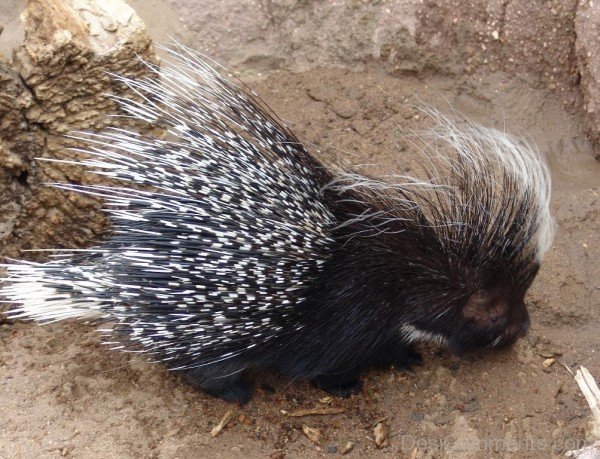 Animal Porcupine In Zoo-db003