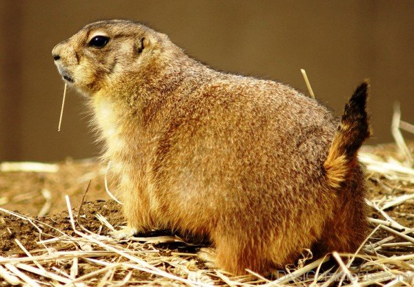 Animal Prairie Dog Image-adb001dcpoop01