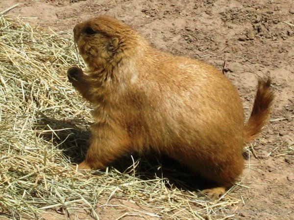 Animal Prairie Dog On Sand-adb002dcpoop02