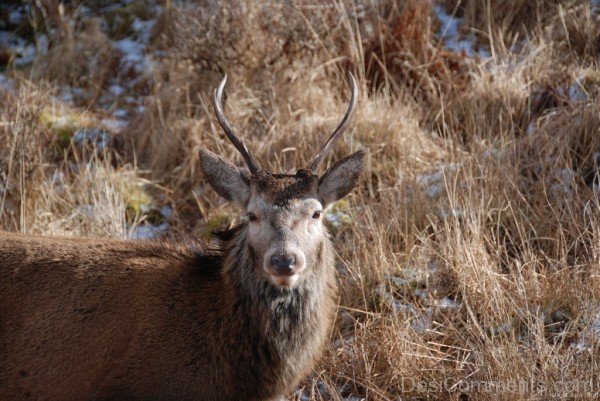 Animal Red Deer In Dry-db306