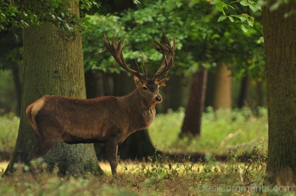 Animal Red Deer In Forest-db307