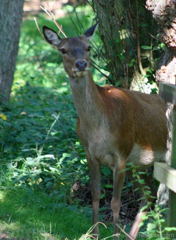 Animal Red Deer Photo-db308