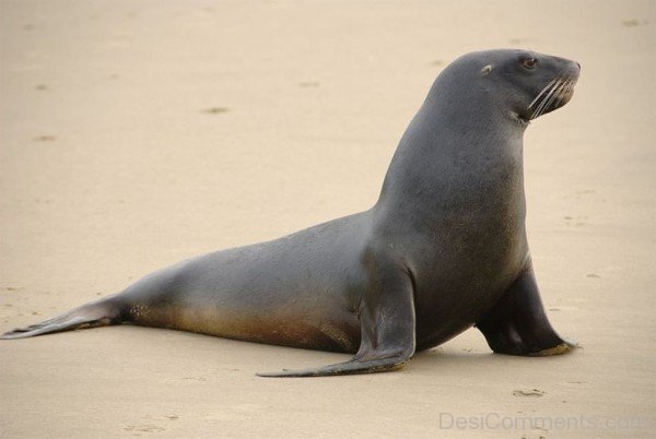 Animal Sea Lion On Sand-db104