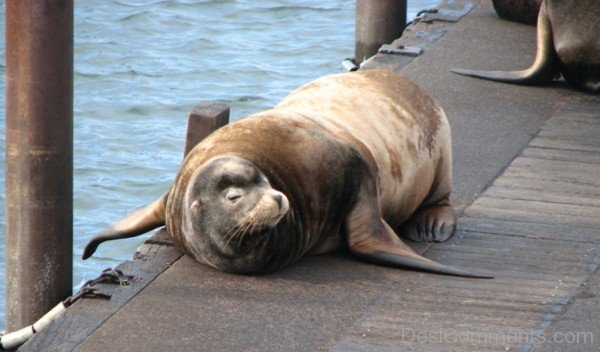 Animal Sea Lion Photo-db105