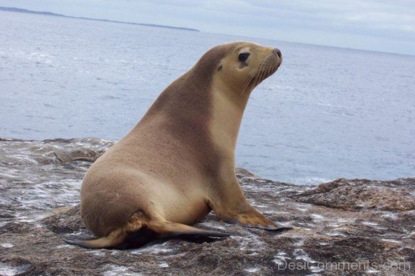 Animal Sea Lion-db106