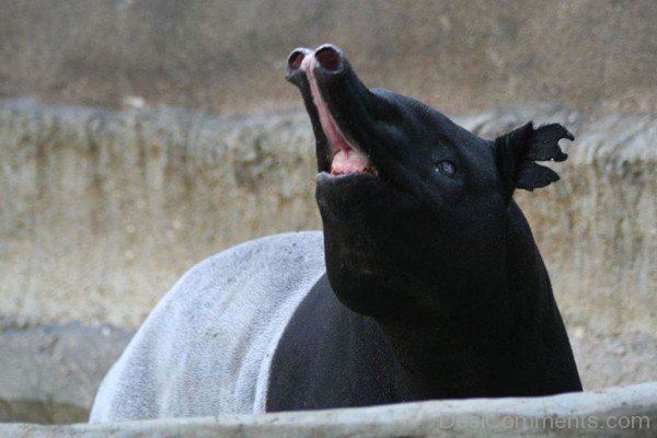 Animal Tapir In Zoo-db705