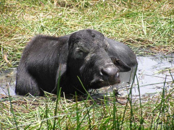 Animal Water Buffalo In Water-db103