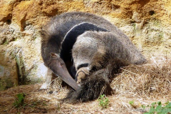 Anteater Animal-DCanimanls003