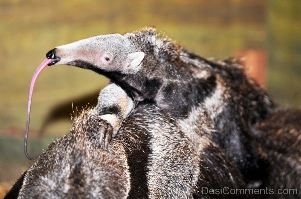 Anteater Baby-DCanimanls005