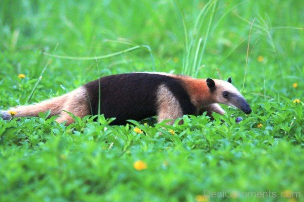 Anteater Baby On Grass-DCanimanls004