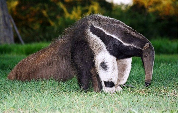 Anteater Eating Ants-DCanimanls006