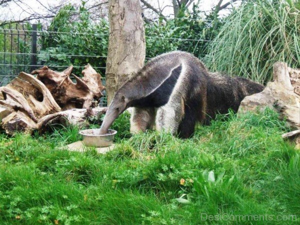Anteater Eating-DCanimanls007