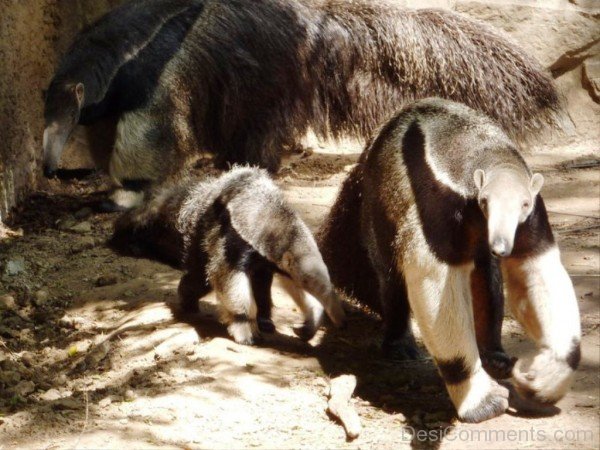 Anteater Family-DCanimanls008