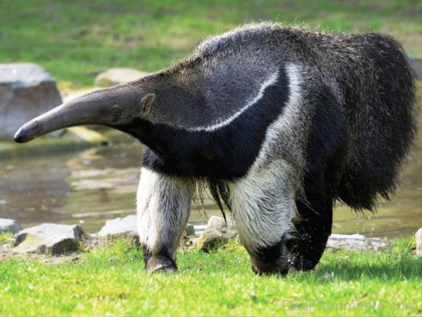 Anteater Near Lake-DCanimanls014