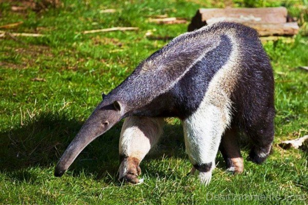 Anteater On Grass-DCanimanls015