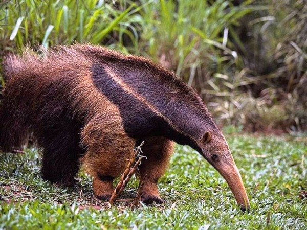 Anteater Walking-DCanimanls019