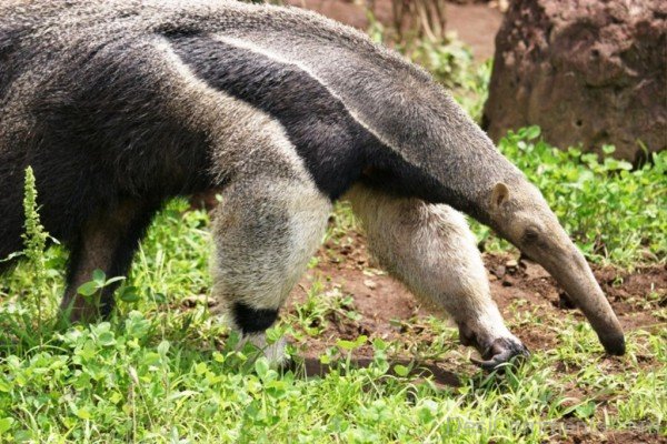 Anteater Walking On Grass-DCanimanls018