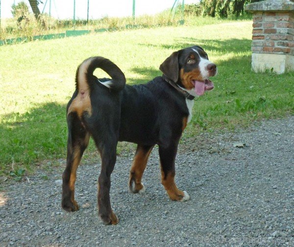 Appenzell Cattle Dog On Road