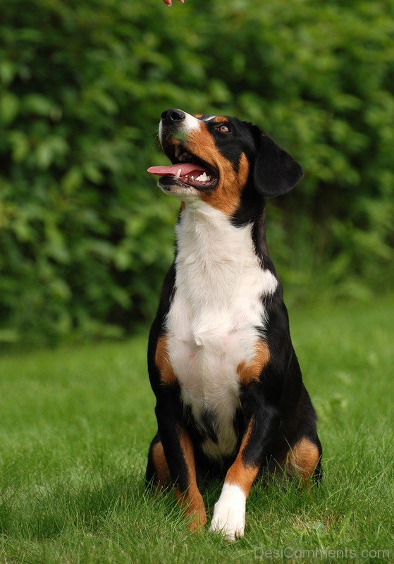 Appenzeller Black Dog