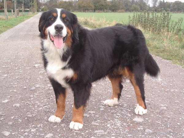 Appenzeller Dog On Road