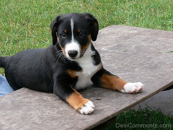 Appenzeller Dog Puppy