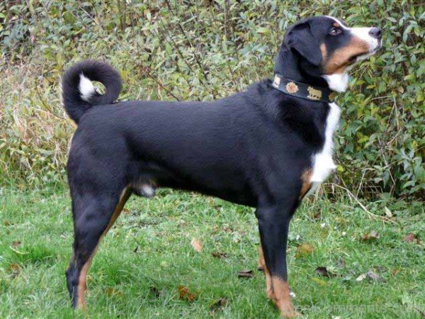 Appenzeller Mountain Dog In Park