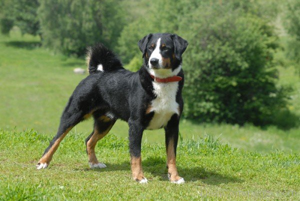 Appenzeller Mountain Dog Picture