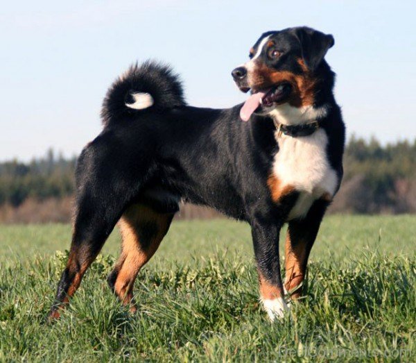 Appenzeller Mountain Dog