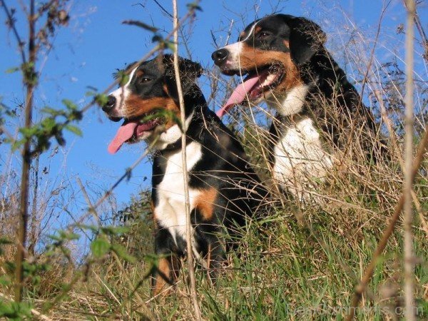 Appenzeller Mountain Dogs