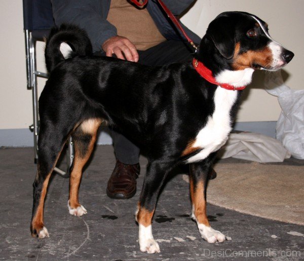 Appenzeller Sennenhund Black Dog