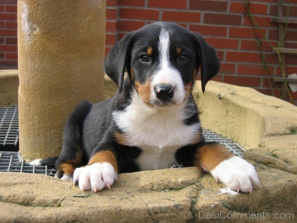 Appenzeller Sennenhund Black Puppy