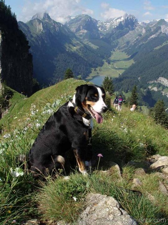 Appenzeller Sennenhund Cattle Dog