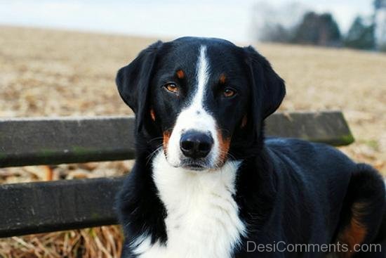 Appenzeller Sennenhund Closeup