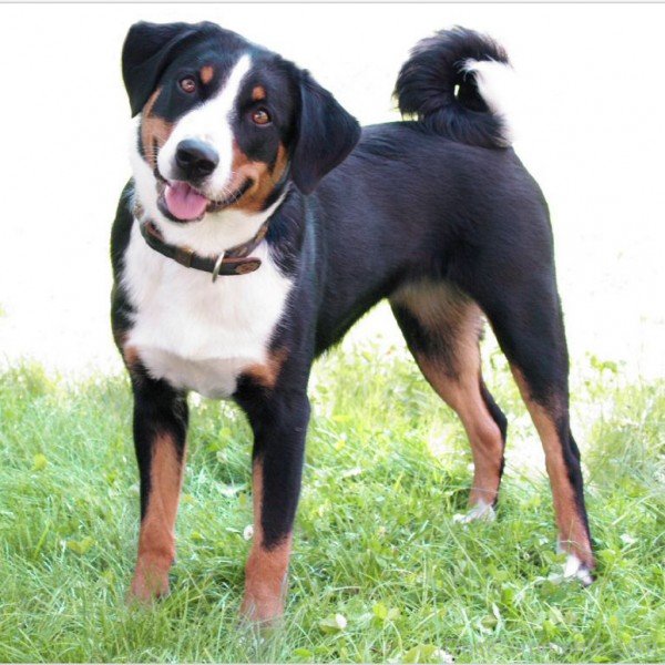 Appenzeller Sennenhund Dog BreedADB02158-Dc69658