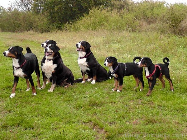Appenzeller Sennenhund Dog Group