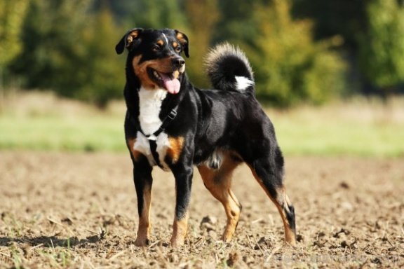 Appenzeller Sennenhund Dog Image