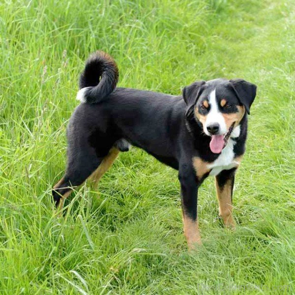 Appenzeller Sennenhund Dog In Field