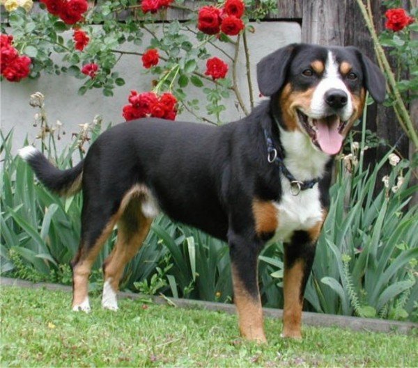 Appenzeller Sennenhund Dog In Gardan