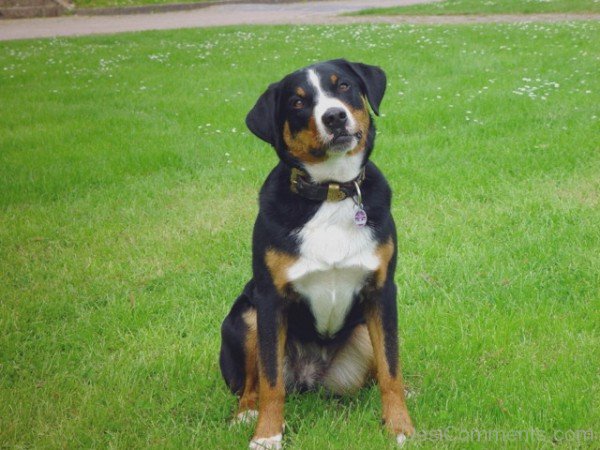Appenzeller Sennenhund Dog On GrassADB02125-Dc69628