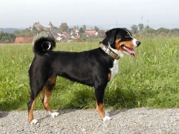 Appenzeller Sennenhund Dog On Road