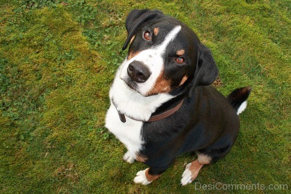 Appenzeller Sennenhund Dog PhotoADB02144-Dc69645