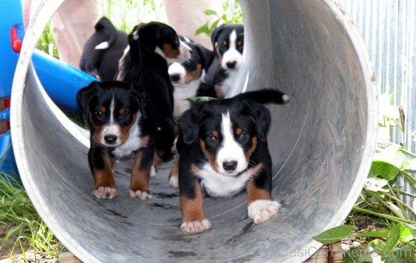 Appenzeller Sennenhund Dog Puppies
