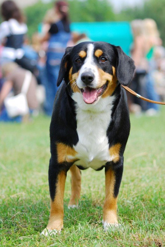 Appenzeller Sennenhund Dog