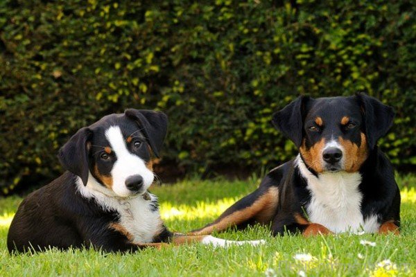 Appenzeller Sennenhund Dogs On Grass