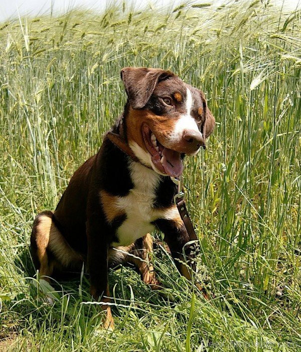 Appenzeller Sennenhund In Field