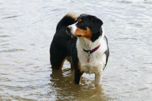 Appenzeller Sennenhund In Water
