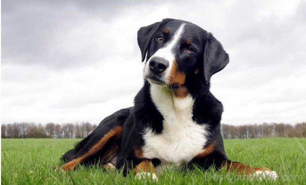 Appenzeller Sennenhund Mountain Dog