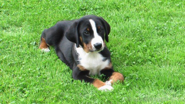 Appenzeller Sennenhund On Grass