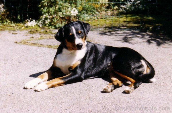 Appenzeller Sennenhund On Road