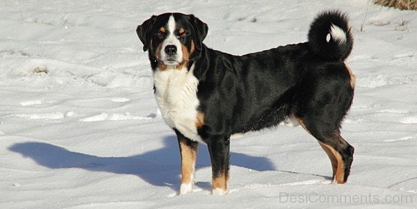 Appenzeller Sennenhund On Snow